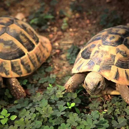 Bed & Breakfast Velike Stine